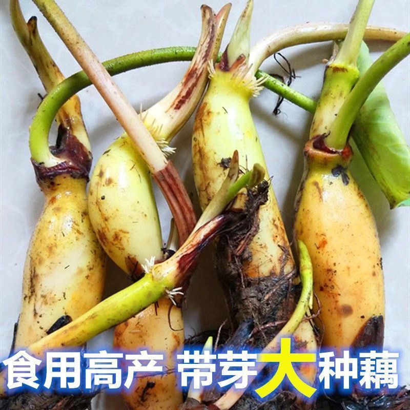 食用莲藕藕苗种根蔬菜粉脆籽根苗种孑荷花种籽藕种深水莲藕苗