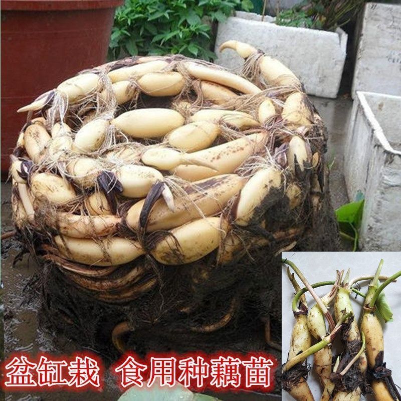 食用莲藕藕苗种根蔬菜粉脆籽根苗种孑荷花种籽藕种深水莲藕苗