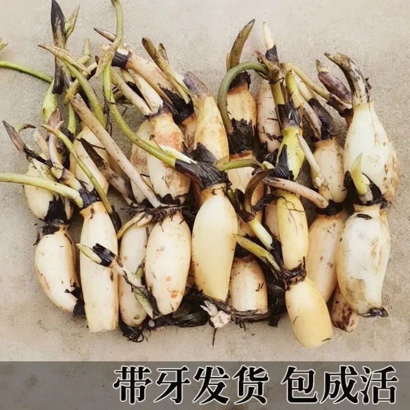 食用莲藕藕苗种根蔬菜粉脆籽根苗种孑荷花种籽藕种深水莲藕苗
