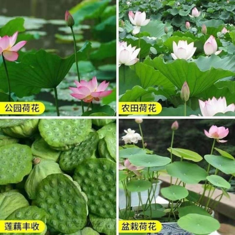 食用莲藕藕苗种根蔬菜粉脆籽根苗种孑荷花种籽藕种深水莲藕苗