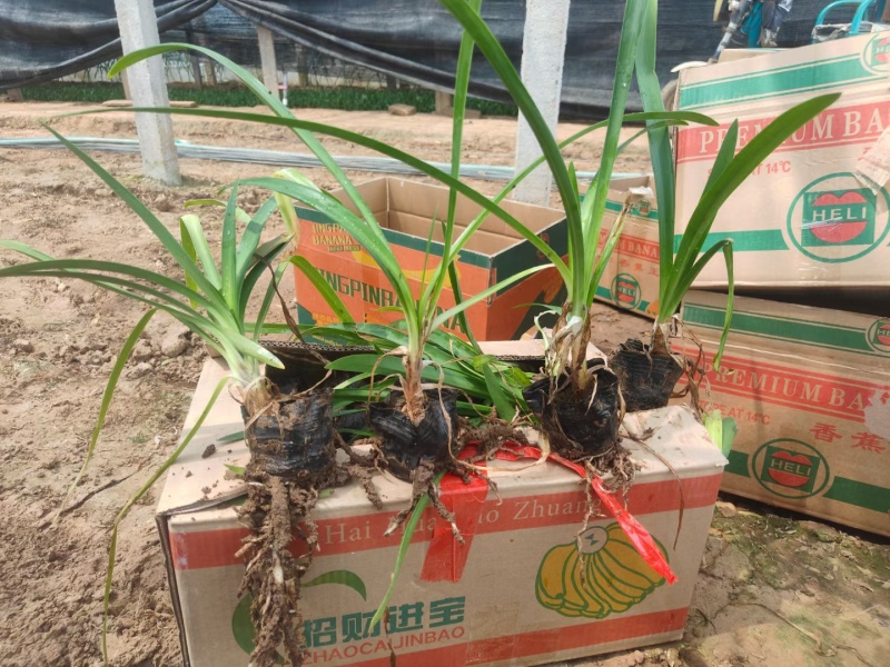 百子莲白子莲基地常年销售各种绿化苗木
