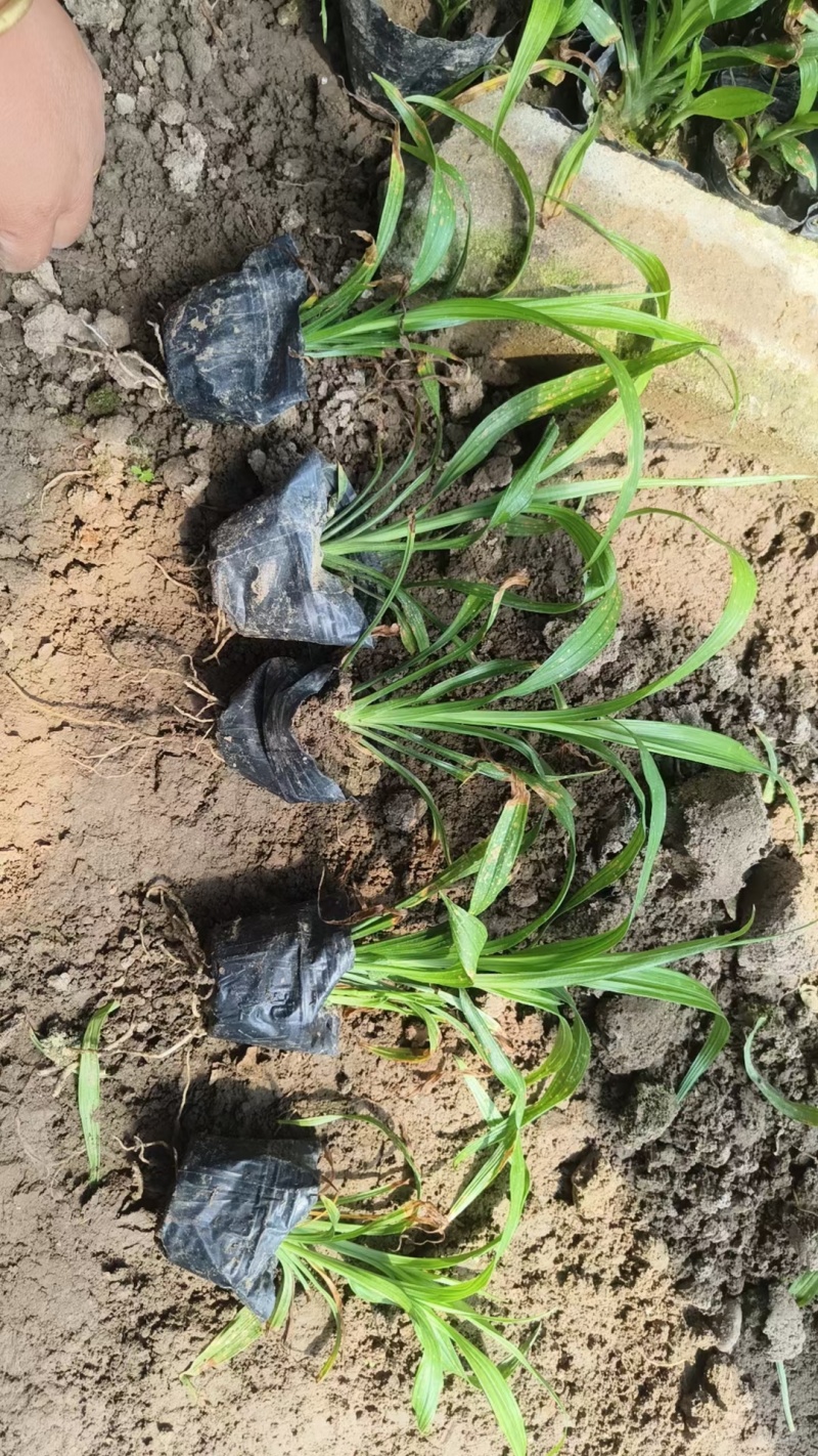 百子莲白子莲基地常年销售各种绿化苗木