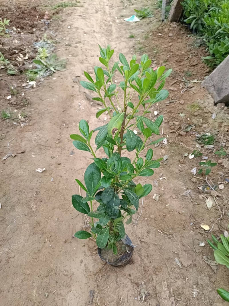 海桐，基地直销常年销售各种绿化苗木，，