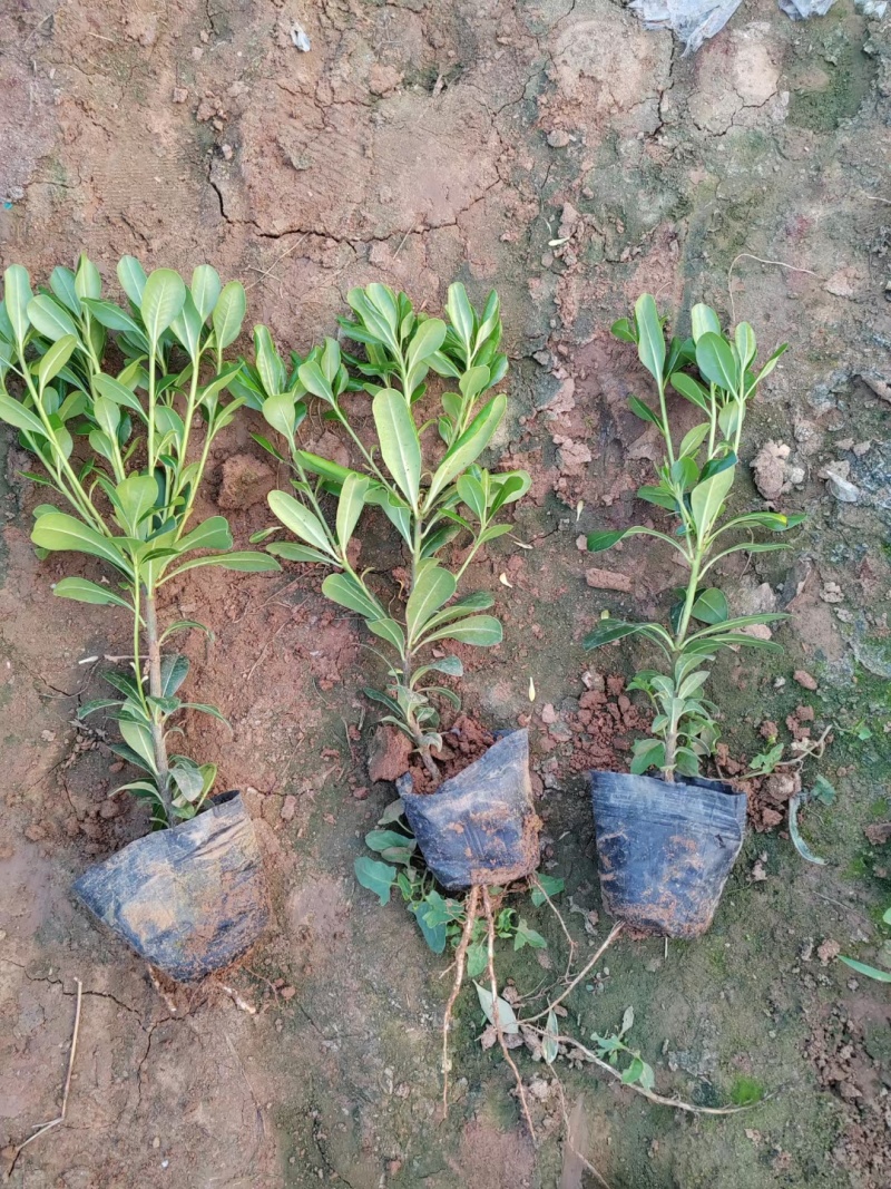 海桐，基地直销常年销售各种绿化苗木，，