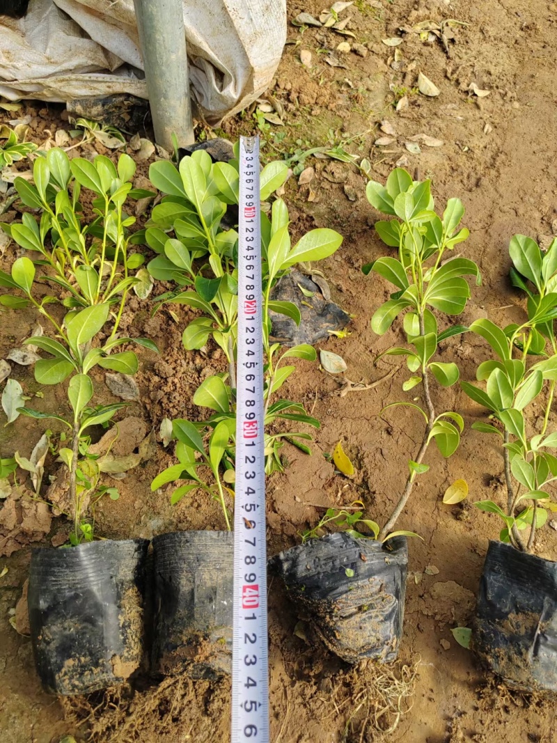 海桐，基地直销常年销售各种绿化苗木，，