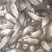 脆肉罗非鱼苗，全国发货