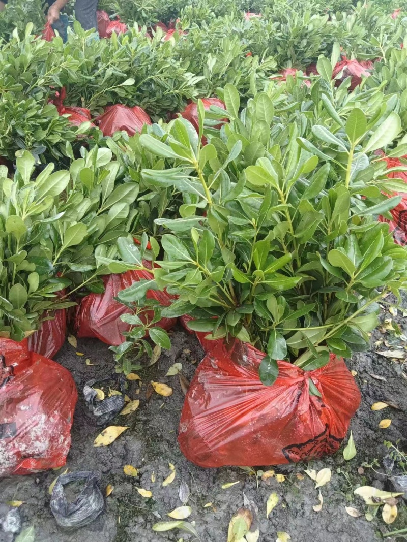 海桐，基地直销常年销售各种绿化苗木，，