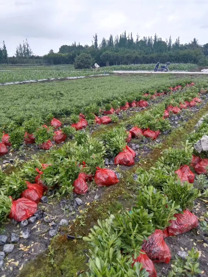 海桐，基地直销常年销售各种绿化苗木，，