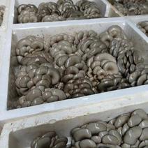 【热卖中】精品灰白平菇鲜平菇黑平菇可对接市场电商团购