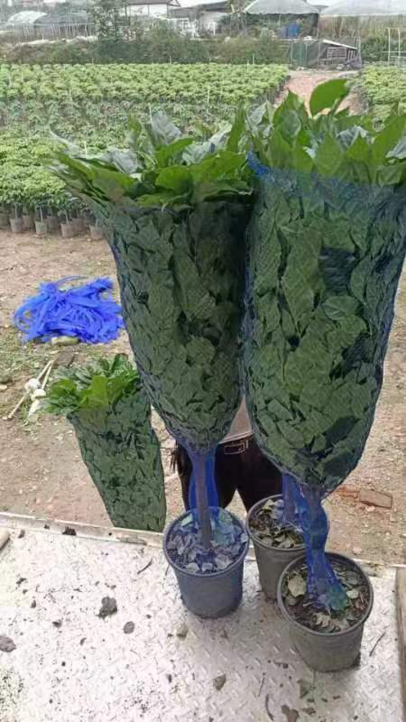 盆景幸福树，大量有货，可视频看货，欢迎各位老板采购
