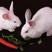 【活兔】肉兔兔子全国发货质量保证精品推荐