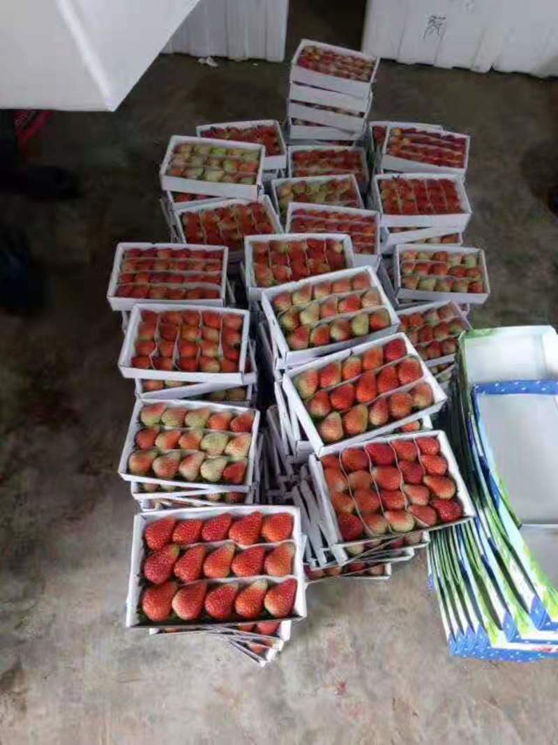 云南会泽县四季草莓，自然成数现摘现发，质量保证。