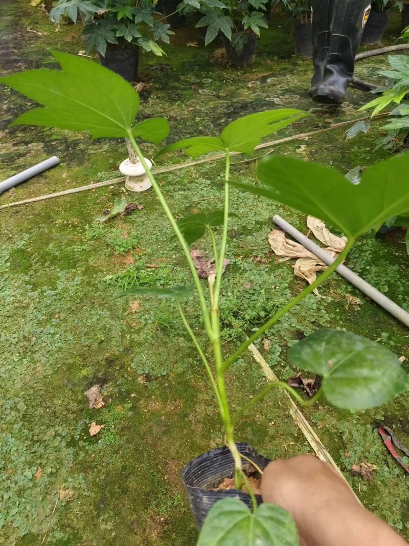 10杯八角金盆基地直发，绿化的好苗子，