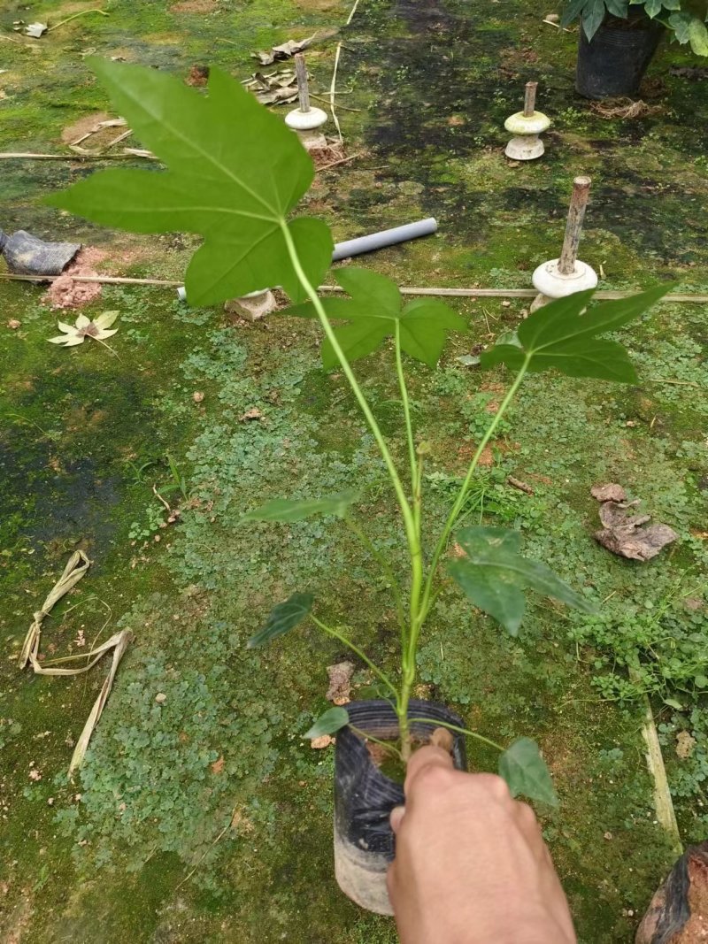 10杯八角金盆基地直发，绿化的好苗子，