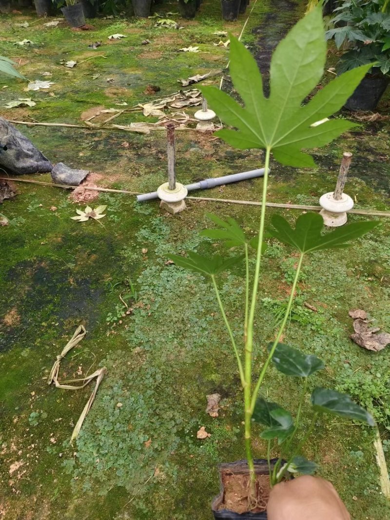 10杯八角金盆基地直发，绿化的好苗子，