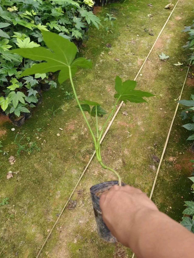10杯八角金盆基地直发，绿化的好苗子，