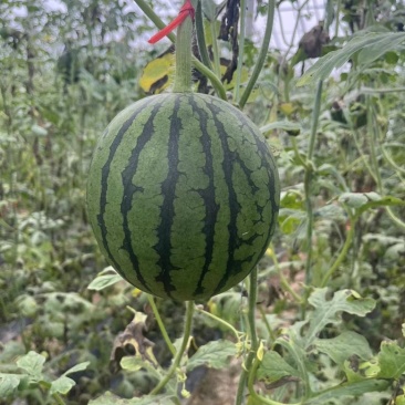 珍珠红西瓜