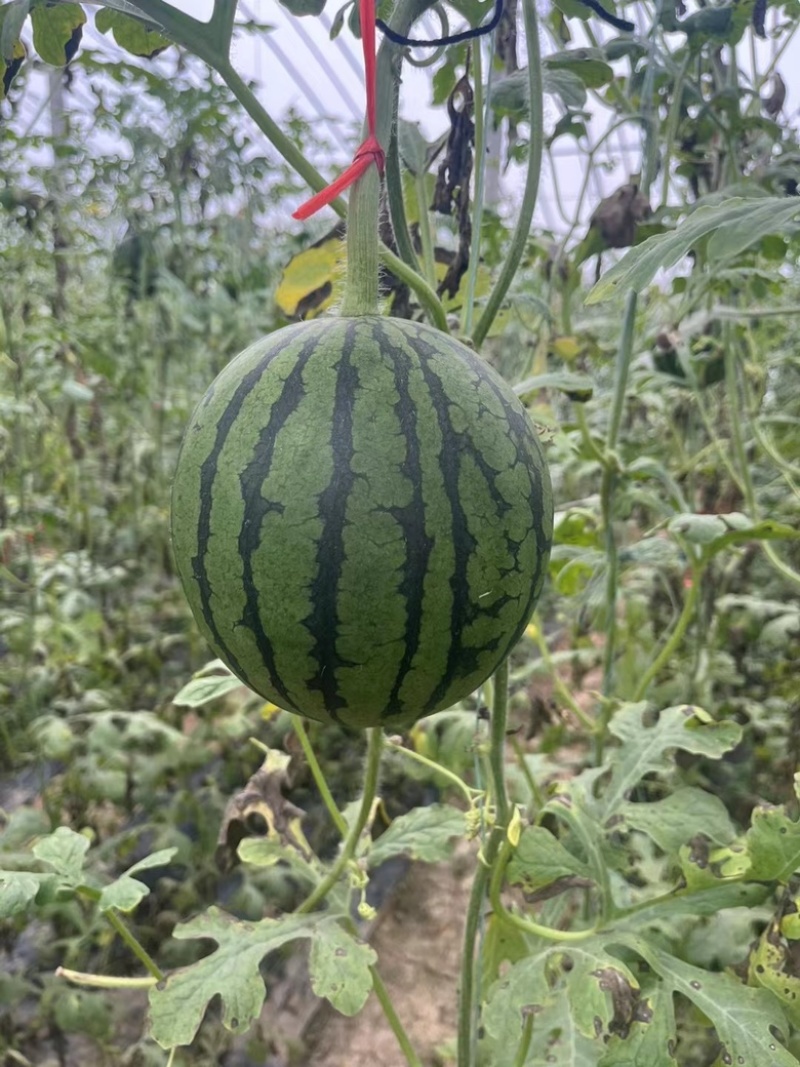 珍珠红西瓜