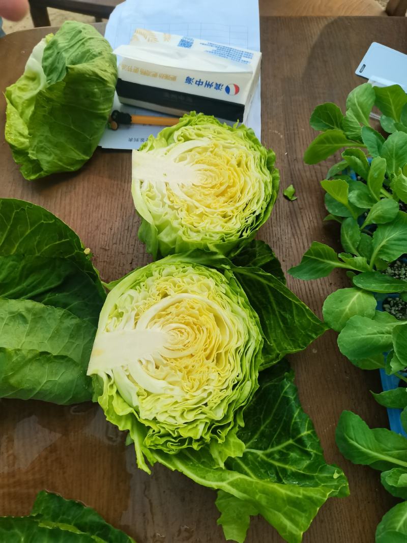 甘蓝苗包菜苗洋白菜苗黄心宣软甘蓝苗韩绿甘蓝苗