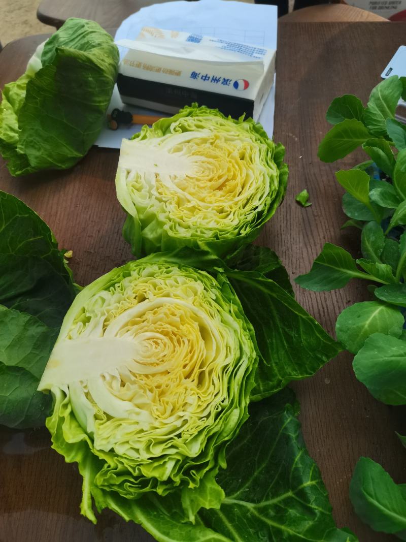 甘蓝苗包菜苗洋白菜苗黄心宣软甘蓝苗韩绿甘蓝苗