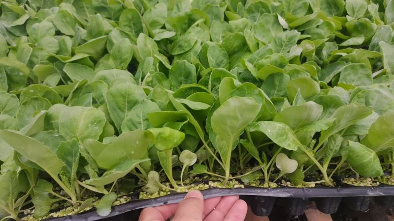 甘蓝苗包菜苗洋白菜苗黄心宣软甘蓝苗韩绿甘蓝苗