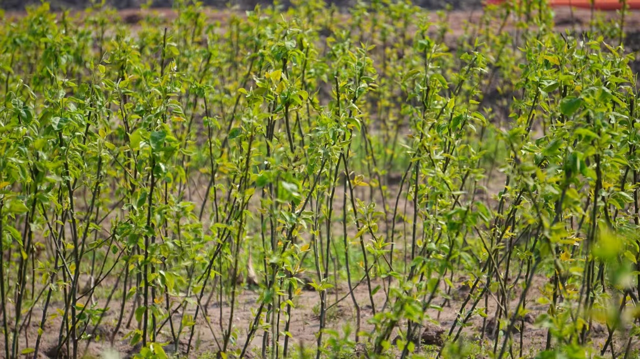 秋月梨果园全景