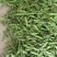 新鲜蚕豆，种植面积大颗粒饱满，颜色鲜艳，欢迎大家光临