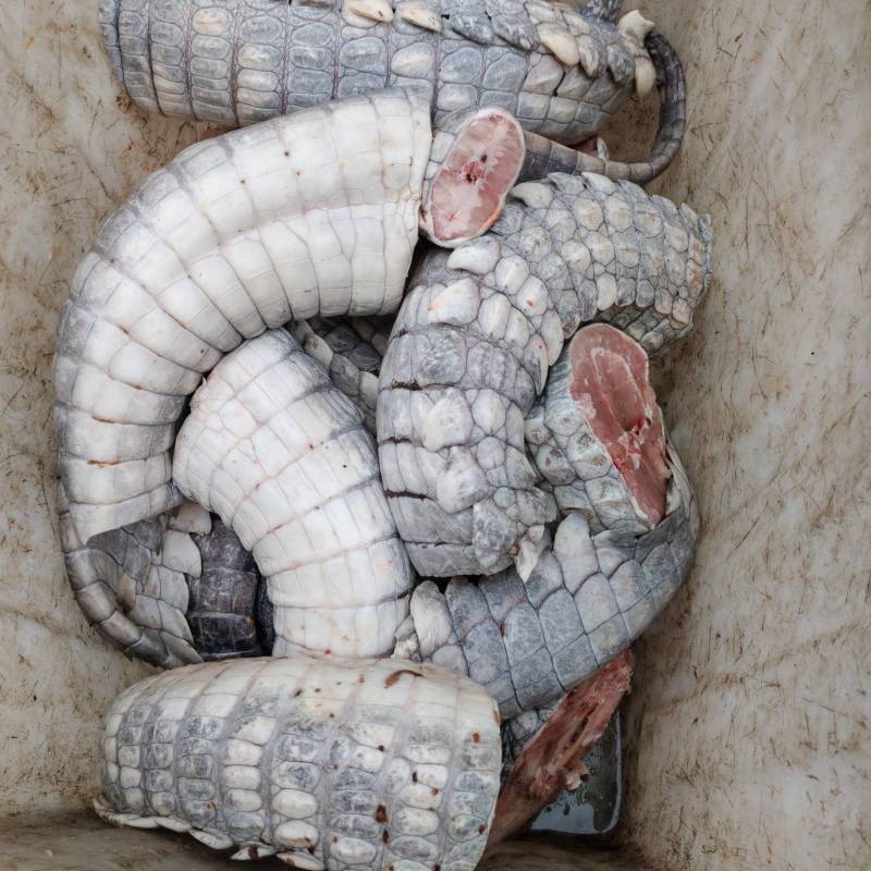 鳄鱼肉批发，活体鳄鱼批发，正规鳄鱼养殖场