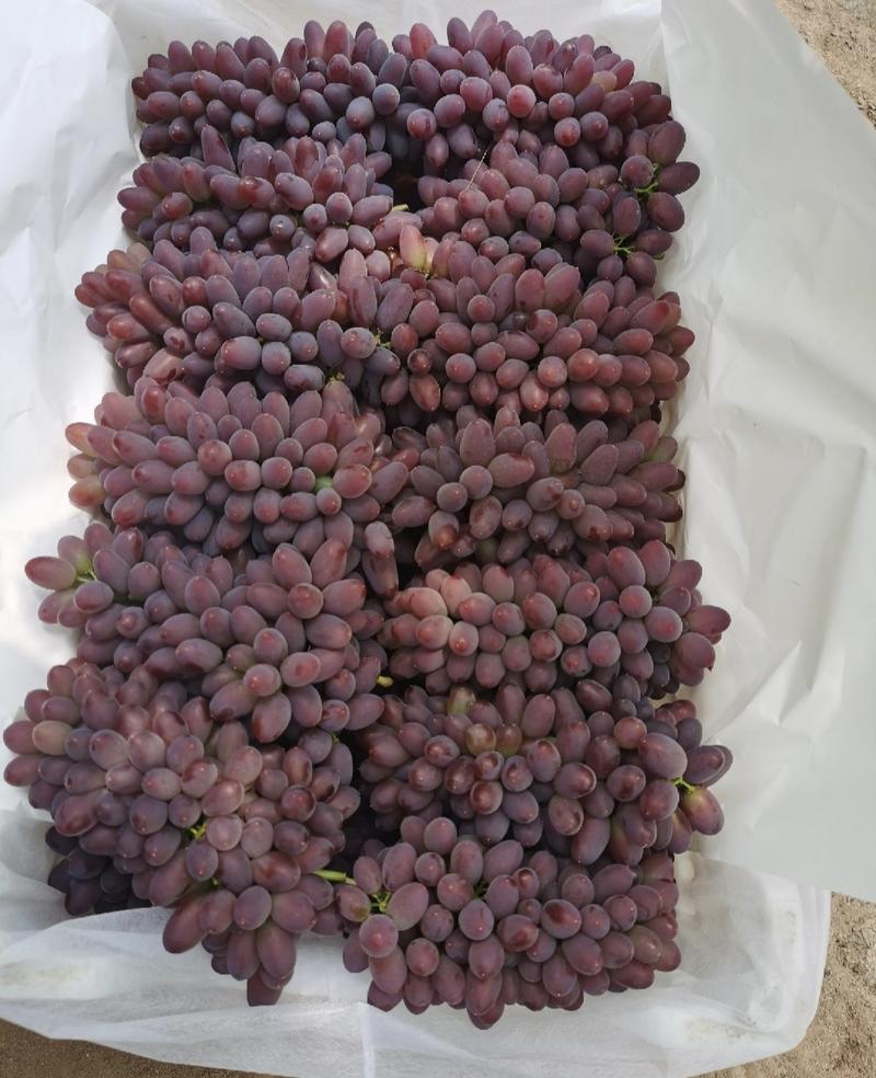 北镇葡萄精品茉莉香葡萄郁金香大颗粒产地一手货源