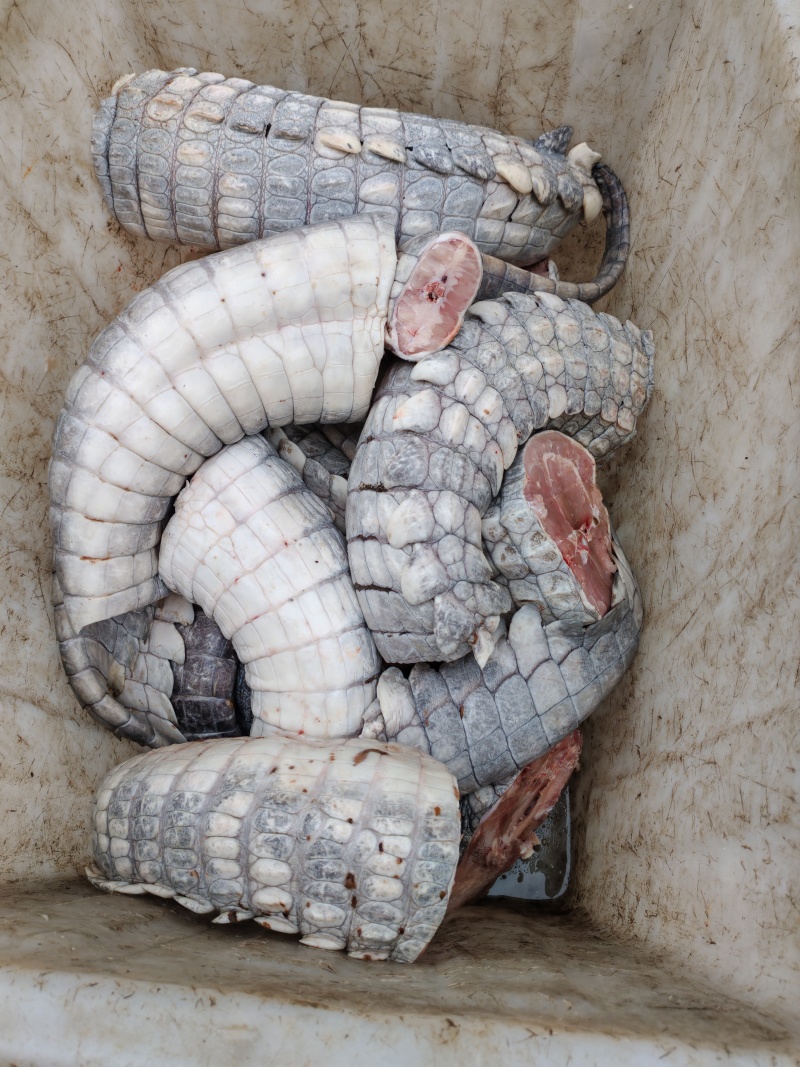 鳄鱼肉批发，活体鳄鱼批发，正规鳄鱼养殖场