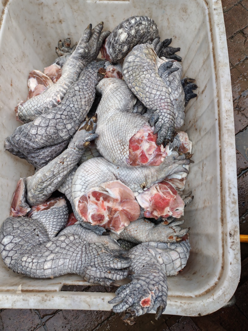 鳄鱼肉批发，活体鳄鱼批发，正规鳄鱼养殖场
