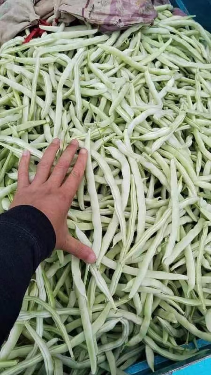 河南焦作精品芸豆，白不老大量供应中，需要的可以电议我！