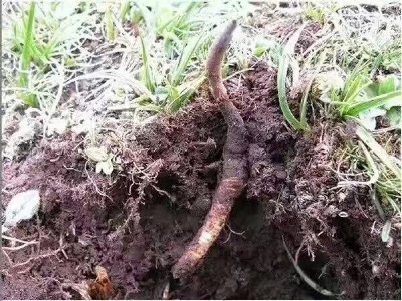 冬虫夏草天然大个新鲜货开卖价格优惠加冰包邮非西藏那曲虫草