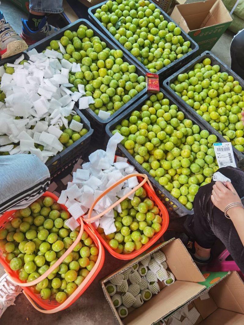 贵州青脆李早熟脱骨李脆甜多汁量大从优电商一件代发