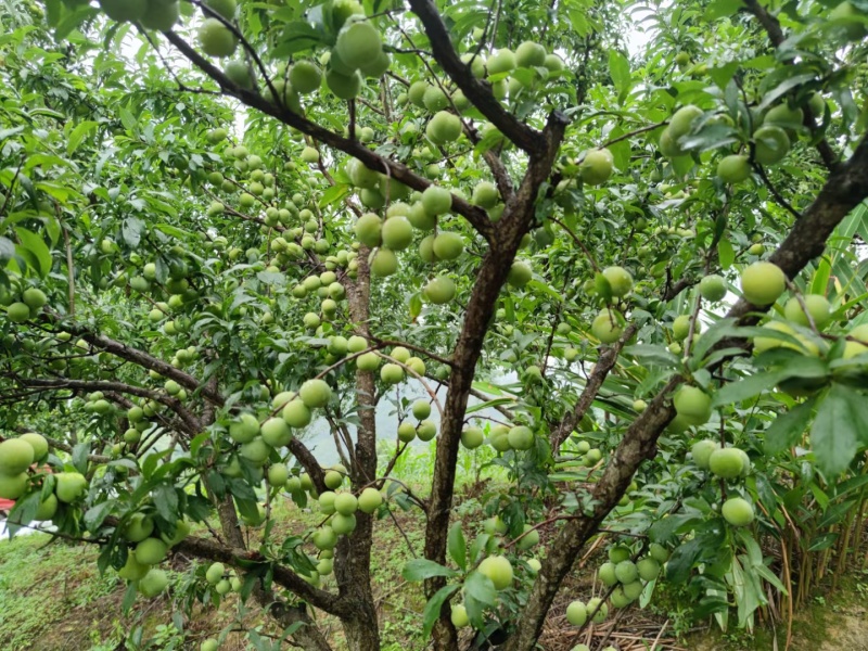 贵州青脆李早熟脱骨李脆甜多汁量大从优电商一件代发