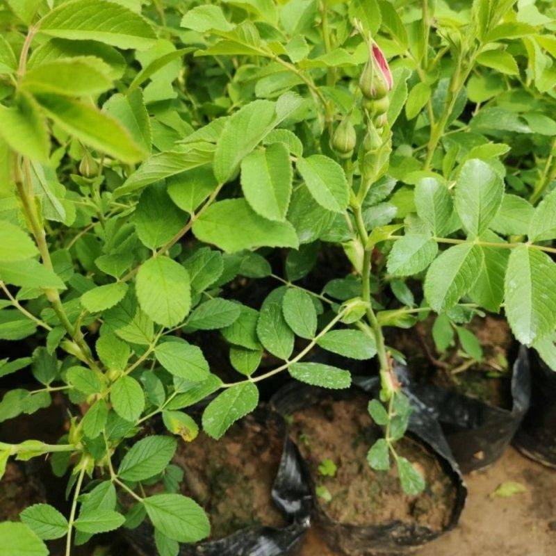 基地直销食用玫瑰苗，量大从优，沭阳基地直发