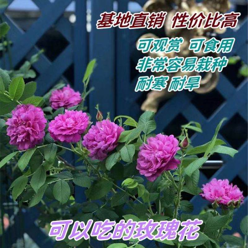 基地直销食用玫瑰苗，量大从优，沭阳基地直发