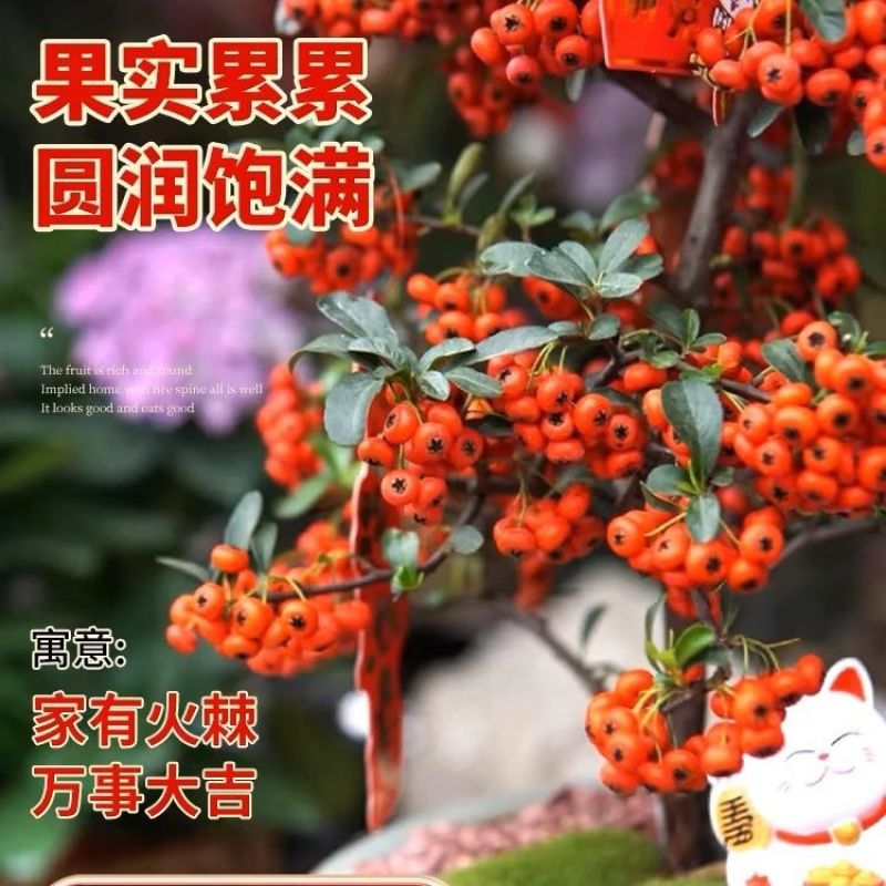 火棘盆景带花带果发货金玉满堂吉祥果树苗南北方耐寒植物花卉绿植