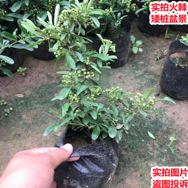 火棘盆景带花带果发货金玉满堂吉祥果树苗南北方耐寒植物花卉绿植