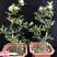火棘盆景带花带果发货金玉满堂吉祥果树苗南北方耐寒植物花卉绿植