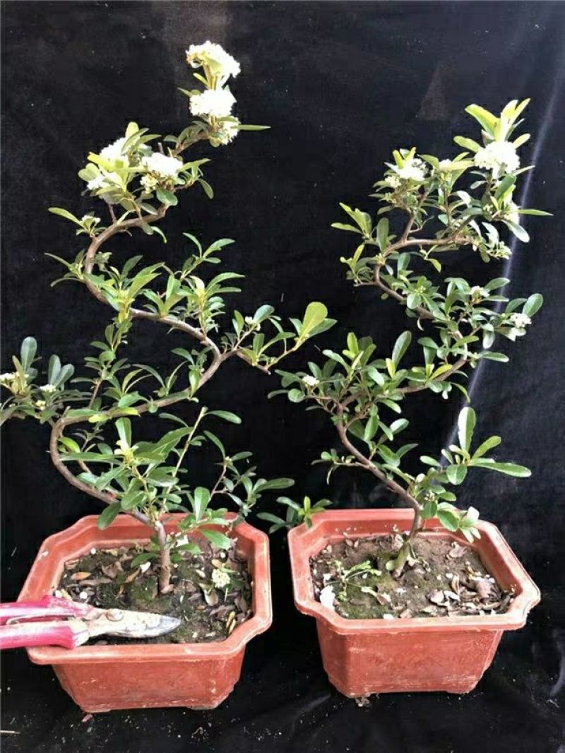 火棘盆景带花带果发货金玉满堂吉祥果树苗南北方耐寒植物花卉绿植