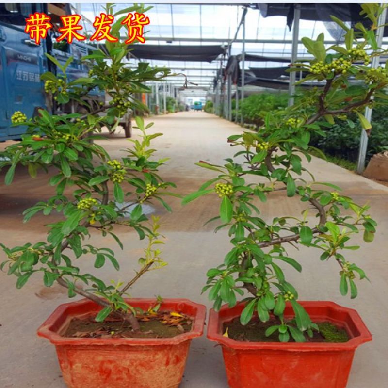 火棘盆景带花带果发货金玉满堂吉祥果树苗南北方耐寒植物花卉绿植