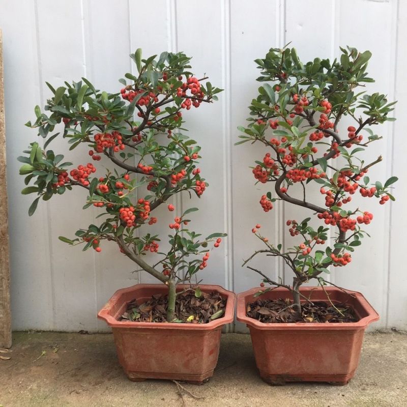 火棘盆景带花带果发货金玉满堂吉祥果树苗南北方耐寒植物花卉绿植