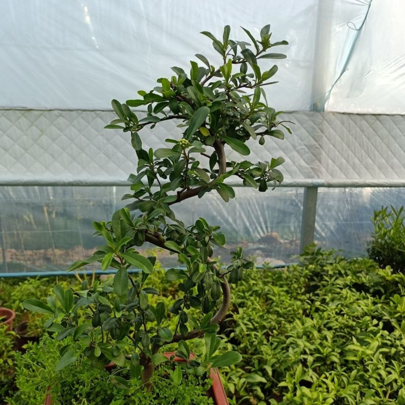 火棘盆景带花带果发货金玉满堂吉祥果树苗南北方耐寒植物花卉绿植