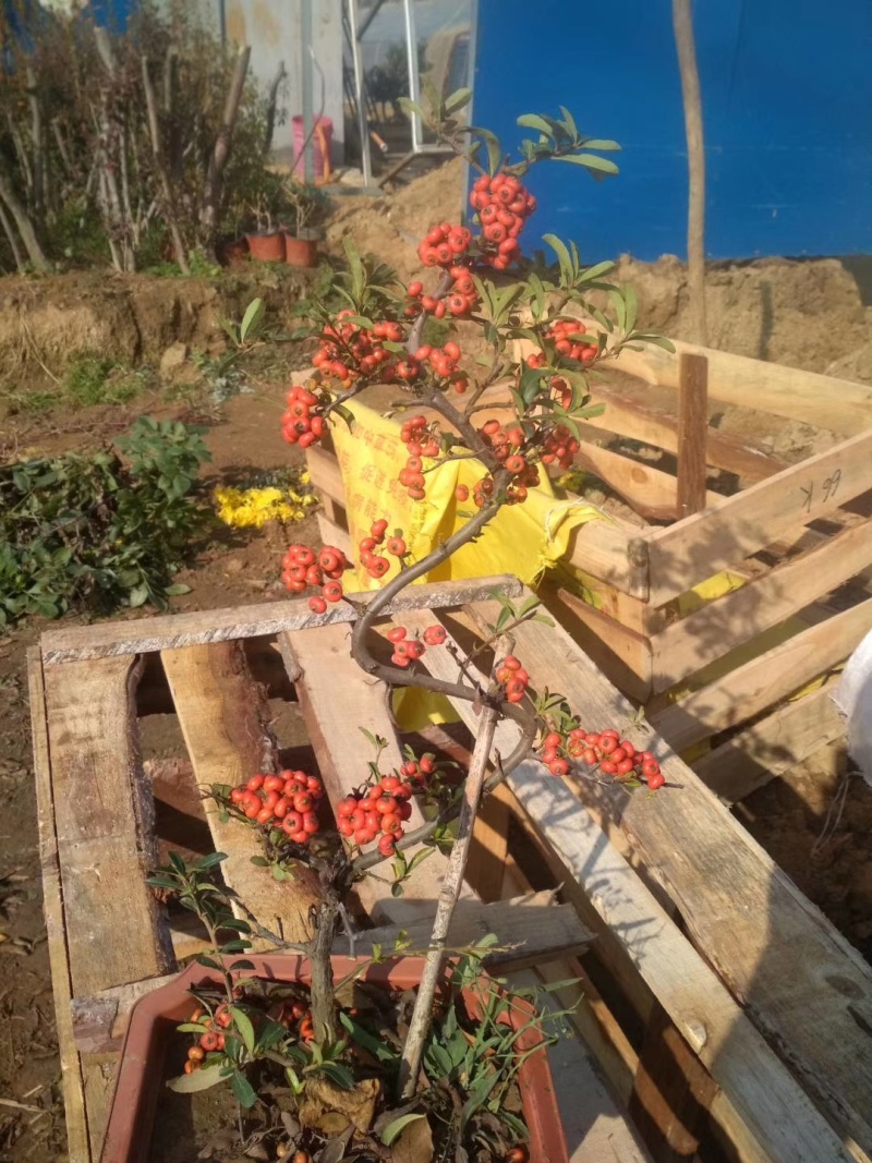火棘盆景带花带果发货金玉满堂吉祥果树苗南北方耐寒植物花卉绿植