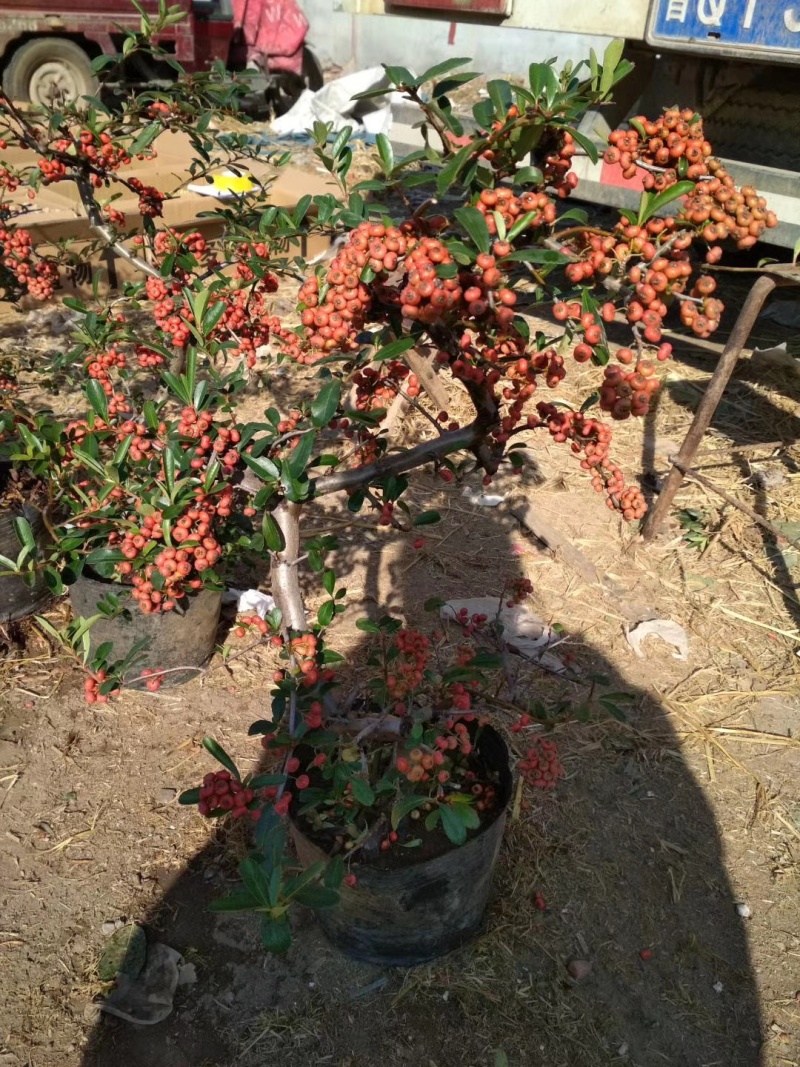 火棘盆景带花带果发货金玉满堂吉祥果树苗南北方耐寒植物花卉绿植