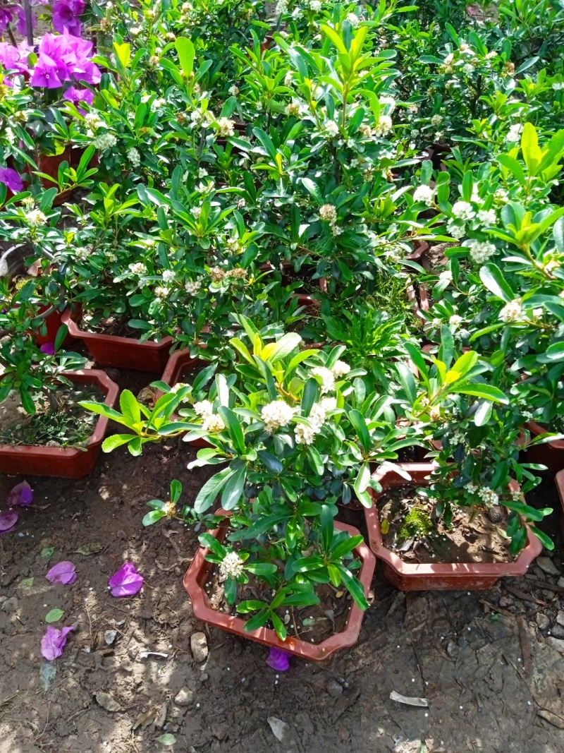 火棘盆景带花带果发货金玉满堂吉祥果树苗南北方耐寒植物花卉绿植