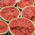 【好货】精品甜王西瓜头茬西瓜可大吨位供应市场商超欢迎考察