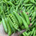 豌豆荚产地一手货源，规格齐全，量大价优，对接全国客商