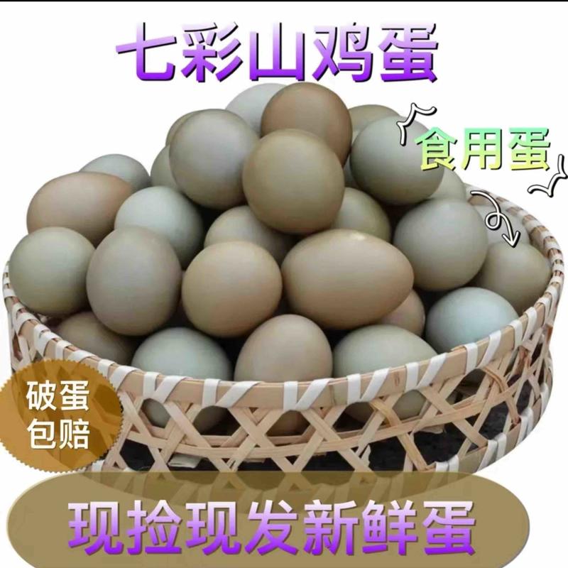 【推荐】山东七彩山鸡蛋自家养殖一手货源价格优惠